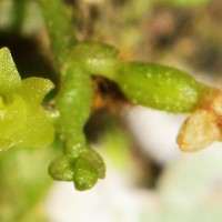 Taeniophyllum alwisii Lindl.